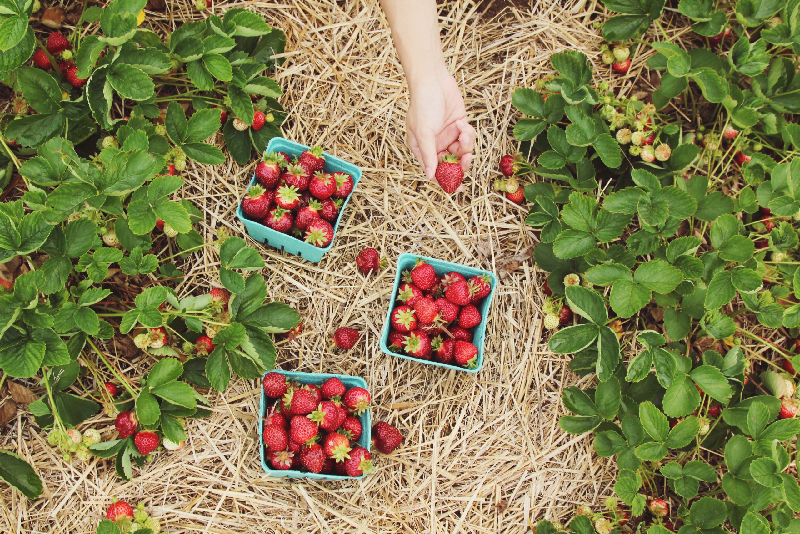 harvesting strawberry